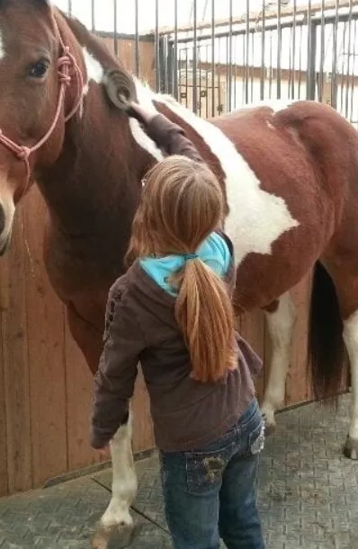 brown horse with a girl standing next to it grooming it. 