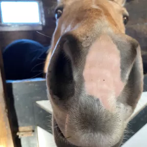 A close-up of Chase's nose as he tries to give the camera a kiss!