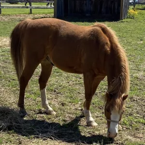 Opie grazing
