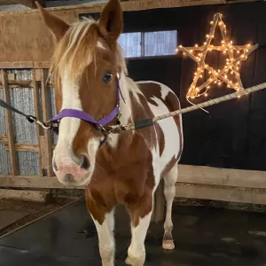 Gypsy standing in a grooming stall in cross ties, with a black backdrop and a large star with lights all around it in the background. 