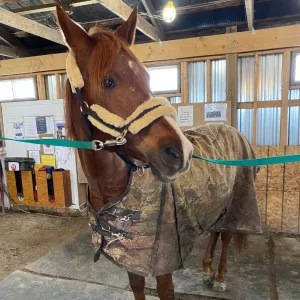 A chestnut horse standing in crossties, wearing a camouflage winter blanket. 