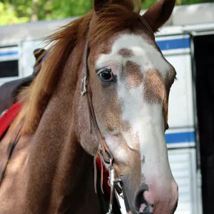 A close up of a red roan horse with beautiful white markings on his face.