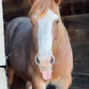 Ruby sticking her tongue out. 