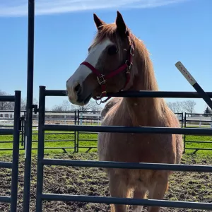 Ruby in a round pen. 