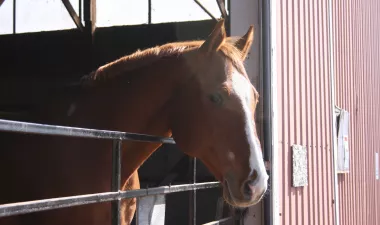 Hottie looking over the arena fence.