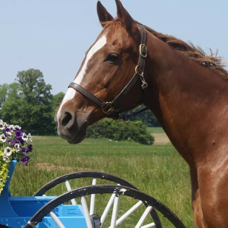 a close up of Lady's face with a field and some trees in the background, she is standing beside our blue wagon with some flowers atop it