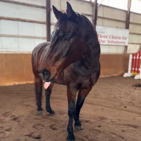 Cooper with his tongue sticking out
