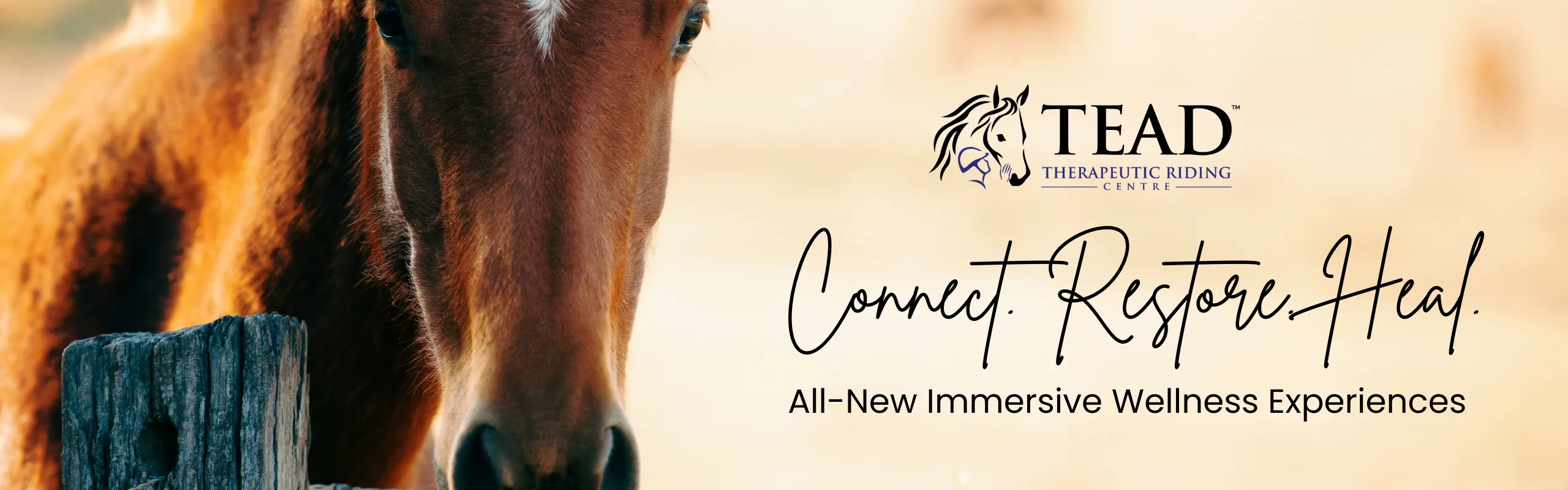 A close up of a bay horse with a star, and the words Connect, Restore & Heal