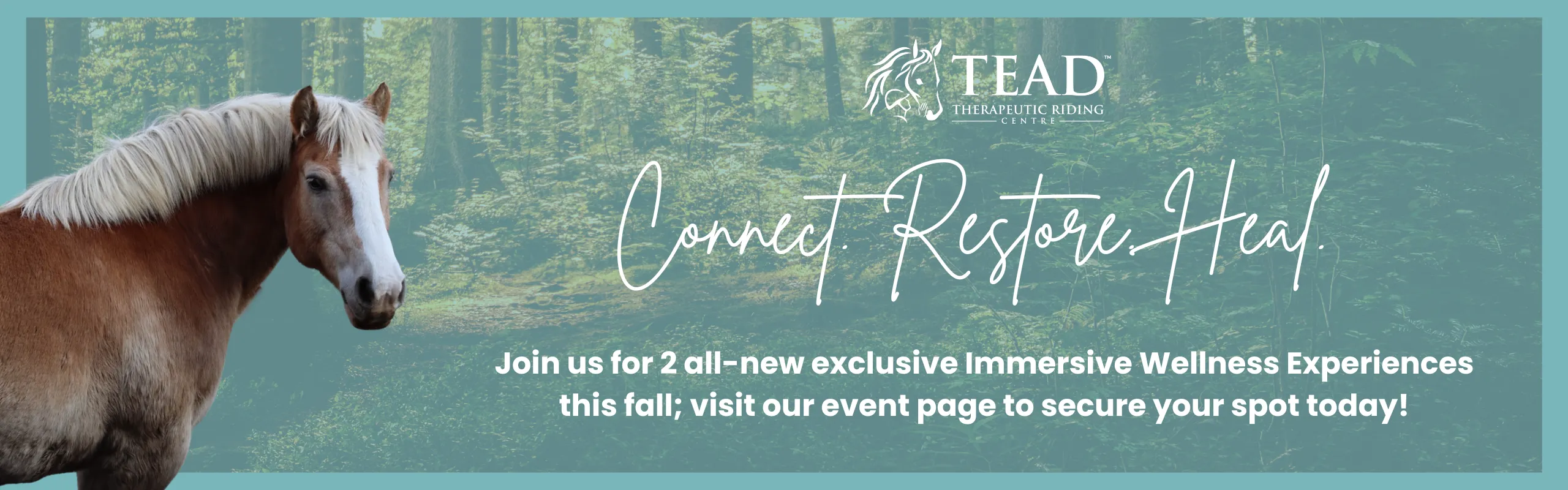 wellness experience banner