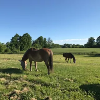 Lexie and Santasia grazing in the paddock.