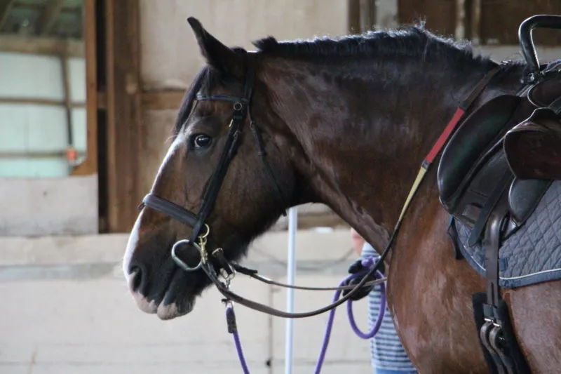 Brown horse with white stripe on front of face