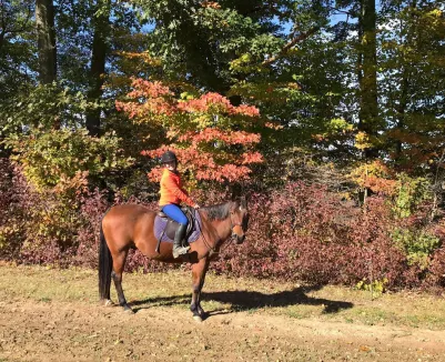 A rider mounted on Major with beautiful fall-coloured trees in the background.
