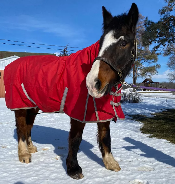 Willie standing in the snow with his red winter blanket.
