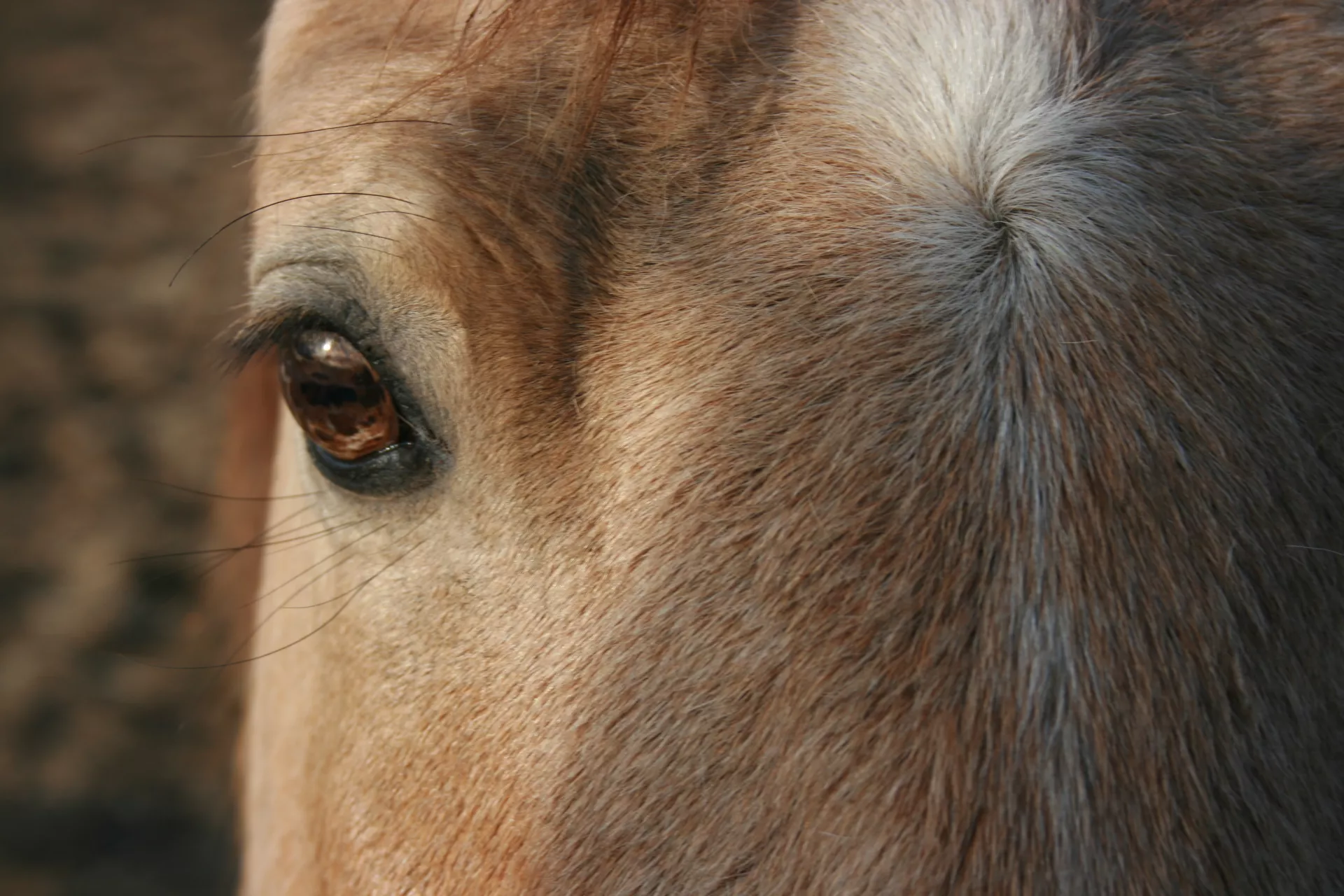 Chase's eye and forehead.