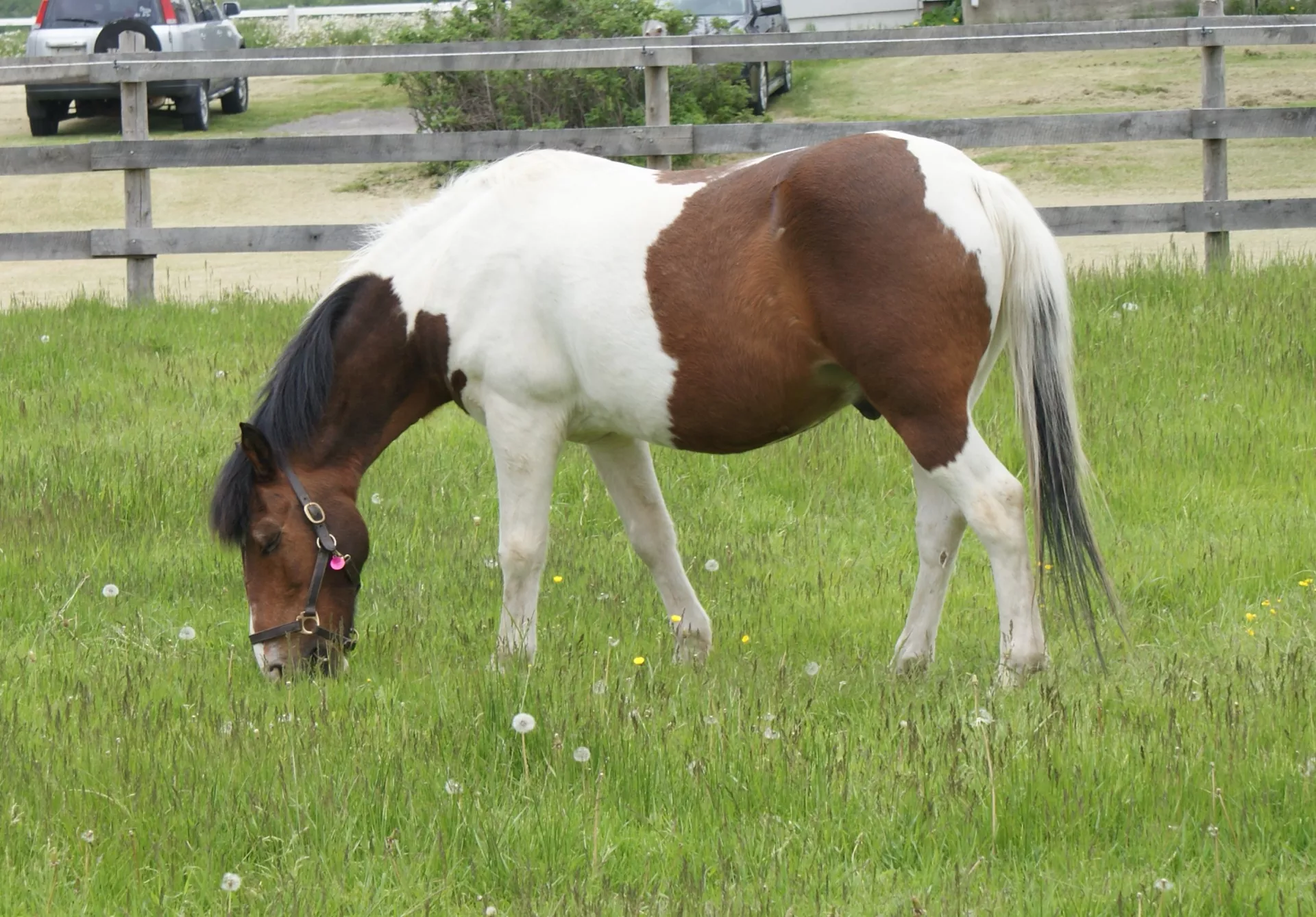 Wrangler grazing.