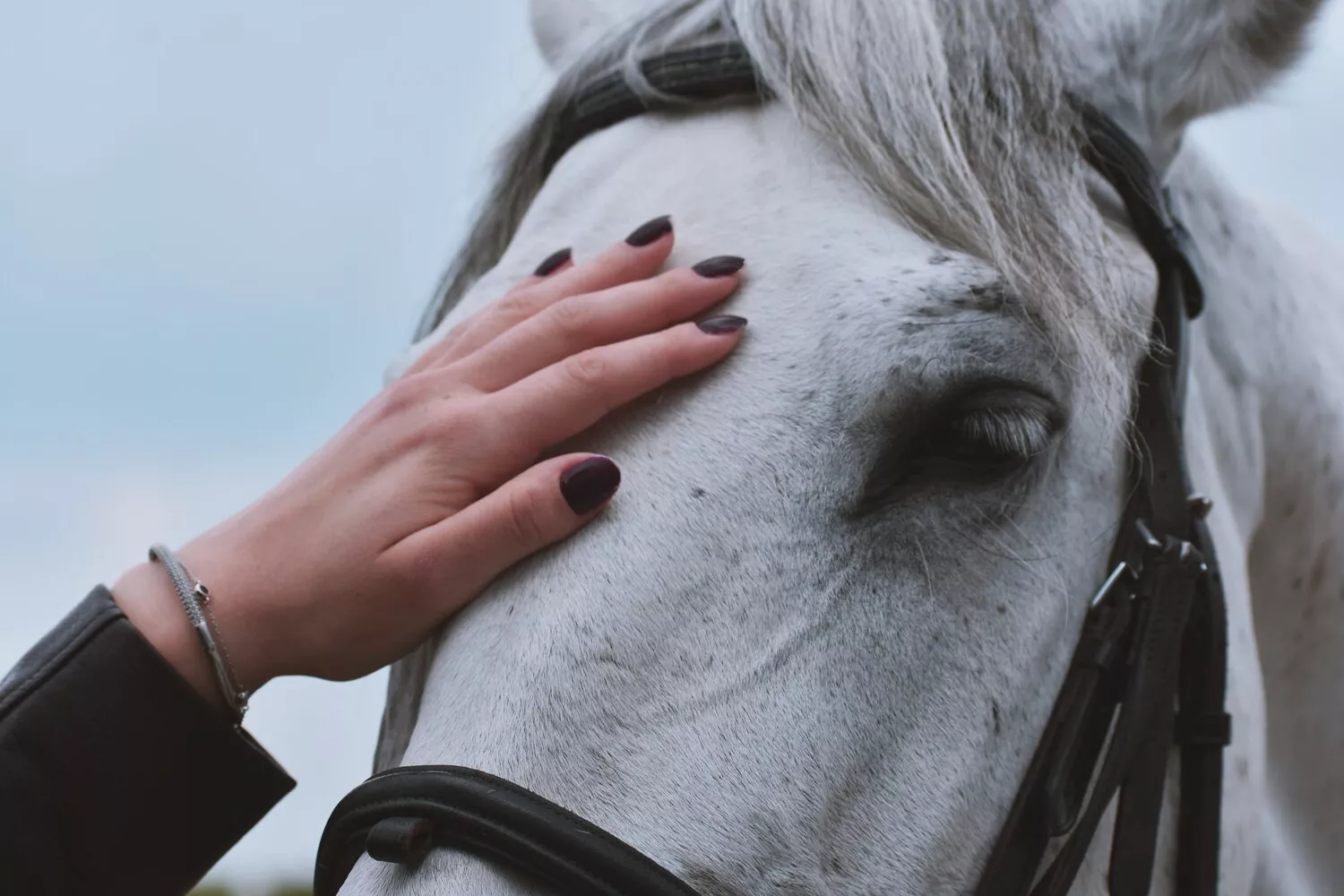 Hand touching white horse head. 