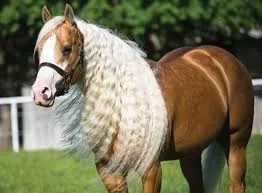 palomino horse with very long mane