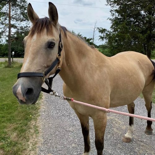 chase